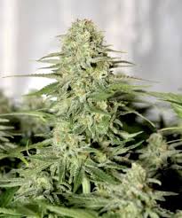 SUGAR BLACK ROSE AUTO