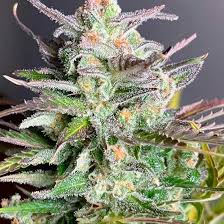 SUGAR BLACK ROSE AUTO