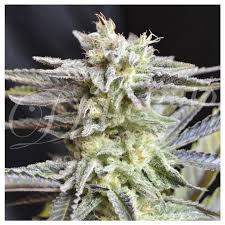 SUGAR BLACK ROSE AUTO