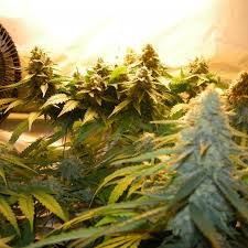 SUGAR BLACK ROSE AUTO