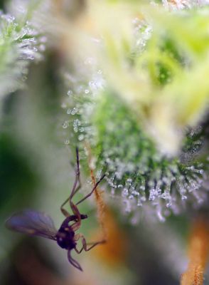 Sweet Amnesia Haze XL Auto