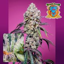 Sweet Mandarine Zkittlez XL Auto