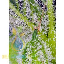 Sweet Mandarine Zkittlez XL Auto