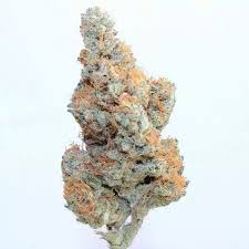 Sweet Mandarine Zkittlez XL Auto