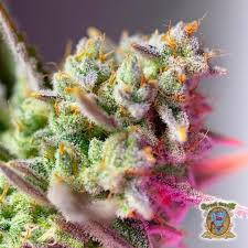 Sweet Mimosa XL Auto