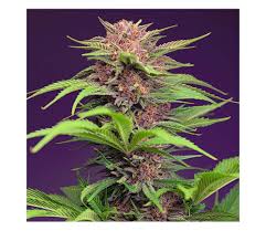 Sweet Mimosa XL Auto