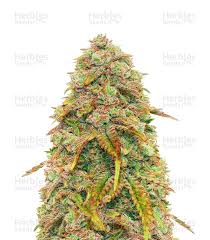 Sweet Mimosa XL Auto