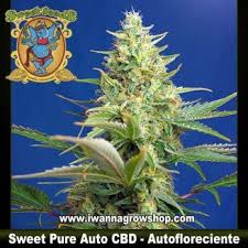 Sweet Pure CBD Auto