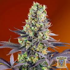 Sweet Zenzation XL Auto