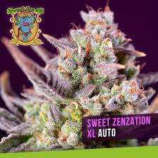 Sweet Zenzation XL Auto