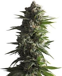 Tropicana Weddingcake Auto