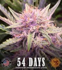 Tropicana Weddingcake Auto