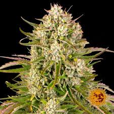 Tropicana Weddingcake Auto