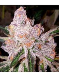 Tropicana Weddingcake Auto