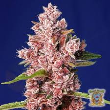 Tropicanna Poison XL Auto