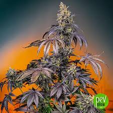 Tropicanna Poison XL Auto