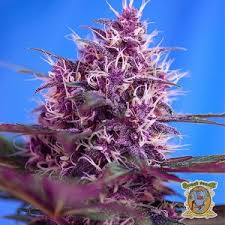 Tropicanna Poison XL Auto