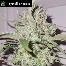 Watermelon Weddingcake Auto XL Double