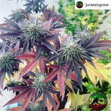 Watermelon Weddingcake Auto XL Double