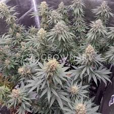Watermelon Weddingcake Auto XL Double