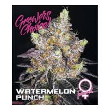 Watermelon Punch Auto