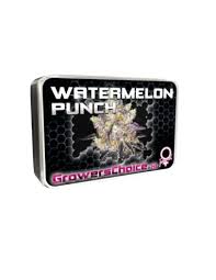 Watermelon Punch Auto